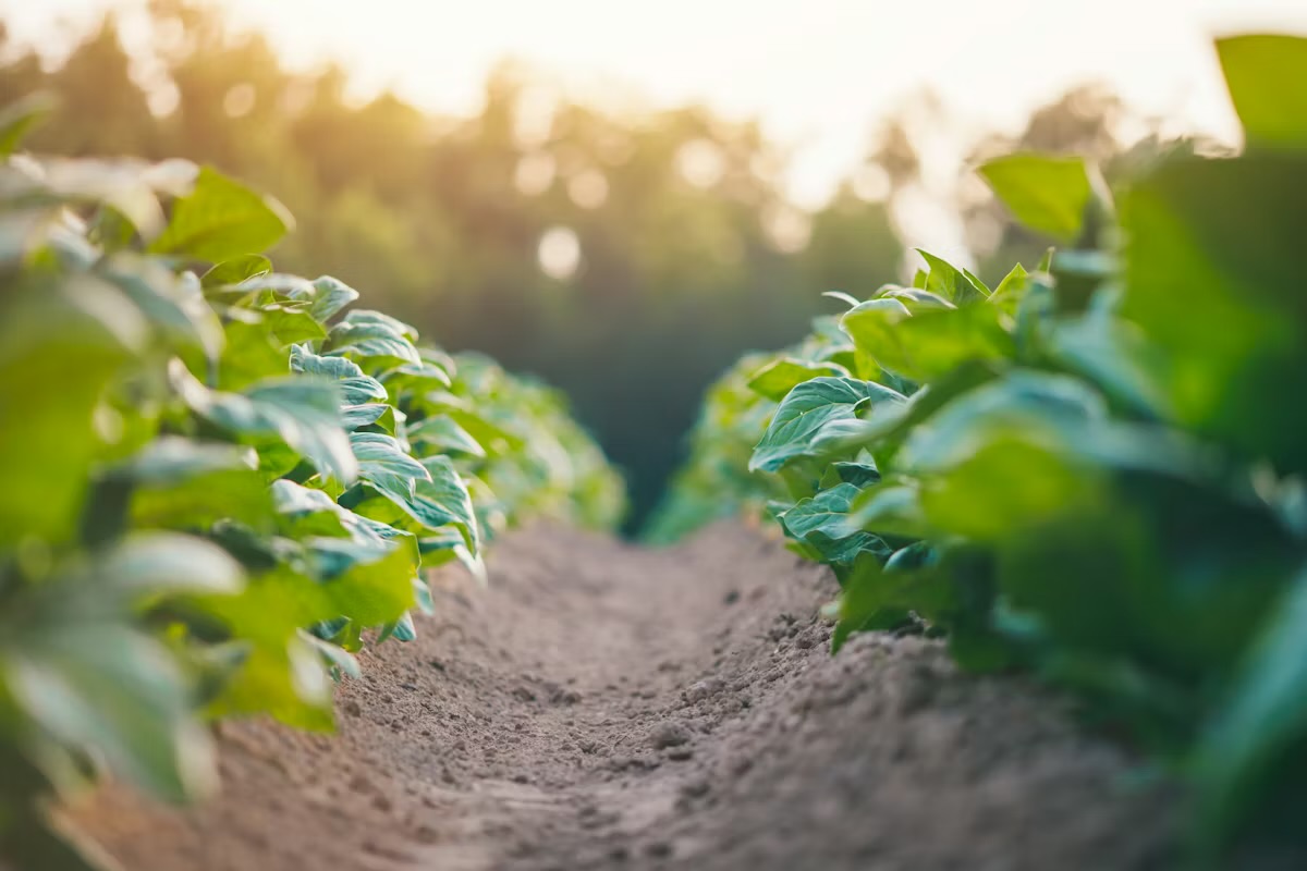 5 Tips To Improve Crops Yield At Your Farm